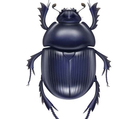 The Egyptian Beetle: 10 Scarab Facts That Will Surprise You - IMP WORLD