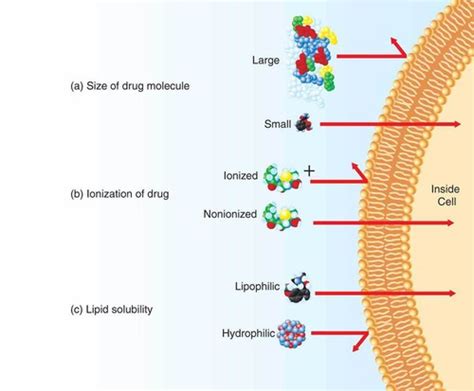 Ionization: Ionization Lipid Solubility