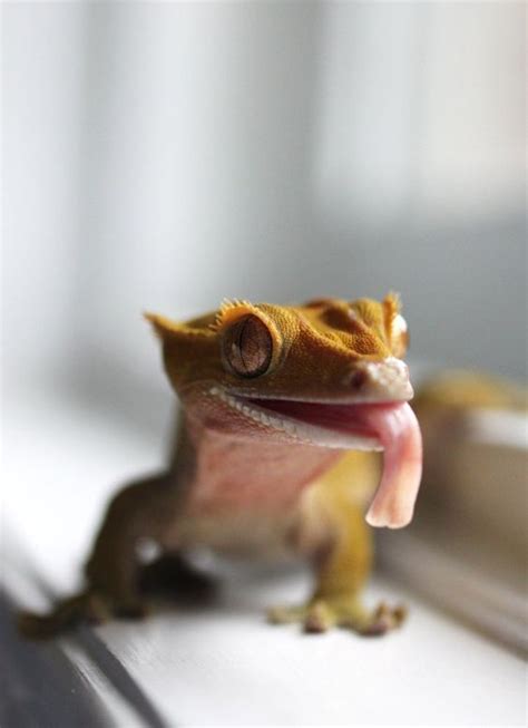 Gecko Food - #Food #Gecko | Cute reptiles, Gecko food, Gecko