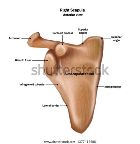 96 Glenoid cavity: immagini, foto stock e grafica vettoriale | Shutterstock