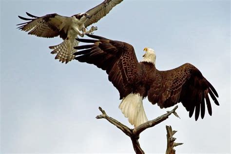 Bird vs Bird violence is hard to watch! But it keeps us strong....division leaders is evidence ...