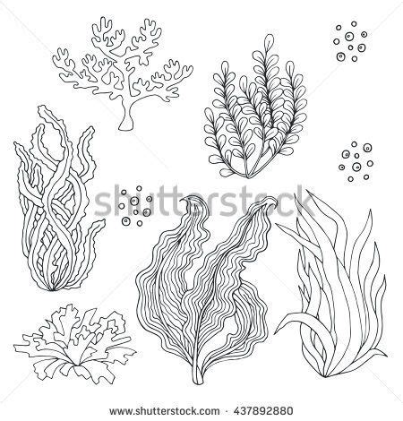 Collection of marine plants - vector illustration | Underwater drawing ...