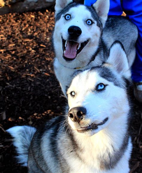 Smiling Husky Photograph by Neda Bolourian