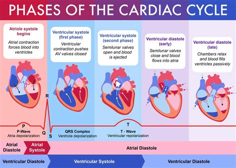 Redirecting in 2021 | Nursing school survival, Cardiac cycle, Medical ...