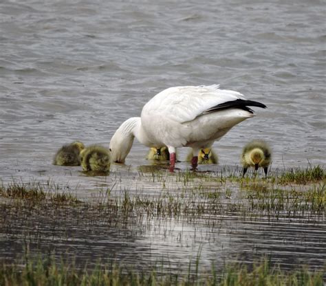 Elfshot: Snow Geese