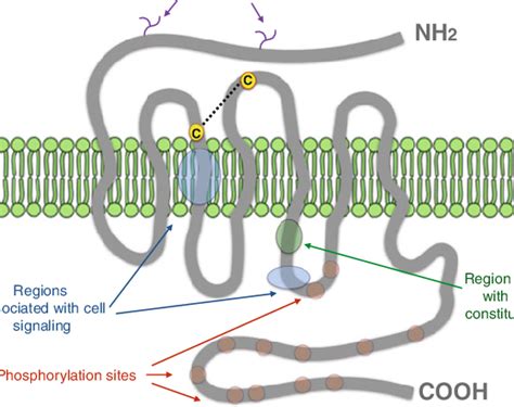 Schematic representation of the μ-opioid receptor depicting some... | Download Scientific Diagram