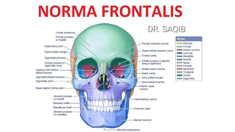 Norma Frontalis - YouTube