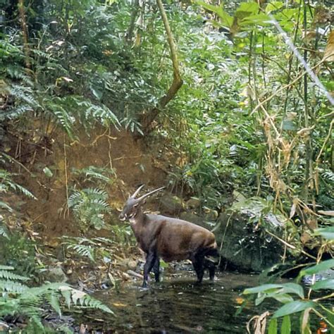 Why the Saola Is Endangered and What We Can Do | Saola, Endangered ...