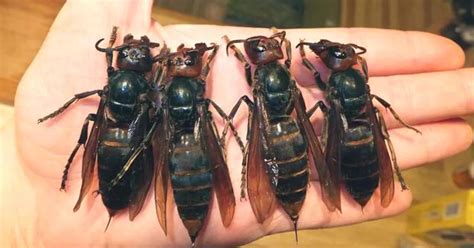 'Murder Hornets' Are Bad, But Don't Quite Live Up To Their Name