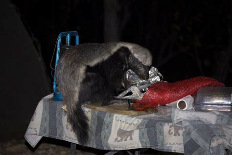 Watch: Honey badger raids campsite, steals dessert, doesn't care | In ...