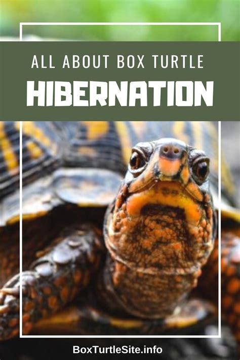 Box Turtle Hibernation Guide | Box turtle, Turtle, Turtle habitat