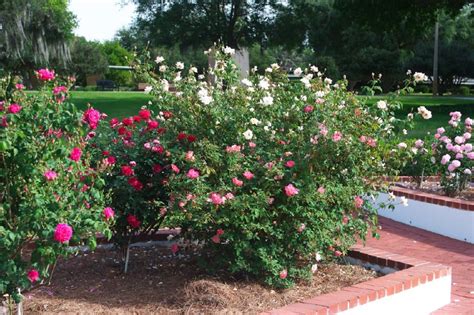 Planning A New Rose Bed: Tips For Starting A Rose Garden | Rose garden design, Rose garden ...