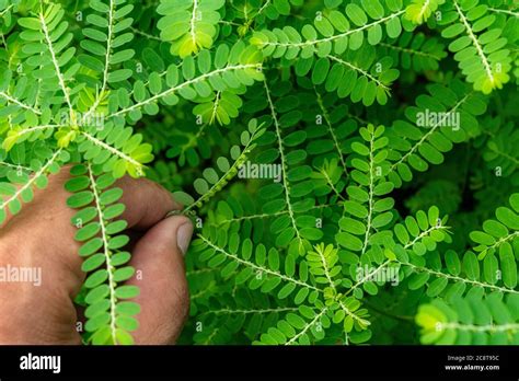 Plante herbacée Phyllanthus niruri et autre nom, graine-sous-feuille ...