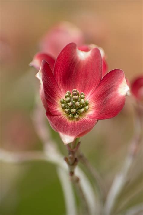 Flower Cornus Florida - Free photo on Pixabay