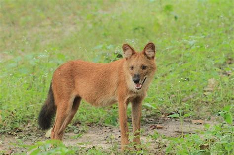 Dhole Facts, Habitat, Diet, Life Cycle, Baby, Pictures