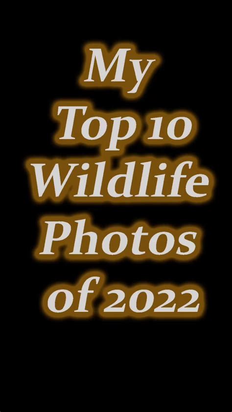 Year in review. The 10 photos that I thought were my 10 best wildlife ...