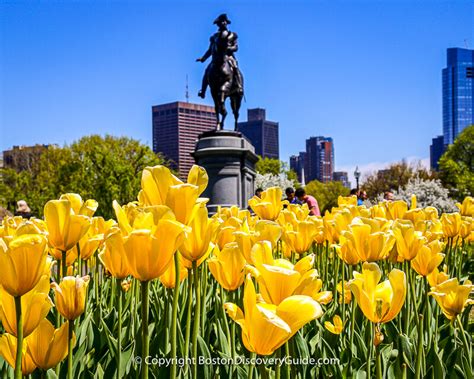 Spring Flowers in Boston | Cherry Blossoms | Boston Discovery Guide