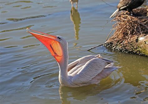 Pink backed pelican - Alchetron, The Free Social Encyclopedia