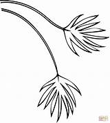Feather coloring Page  Free Printable Coloring Pages sketch template