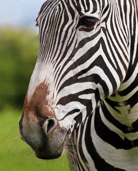 A Close Up of a Zebra Face and Whiskered Muzzle, Equus grevyi Photograph by Derrick Neill - Pixels