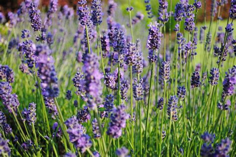 Local Event // Yamhill Lavender Festival - Melissa Kaylene