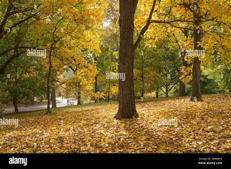 Hickory trees, Arnold Arboretum, Boston, MA, USA Stock Photo - Alamy