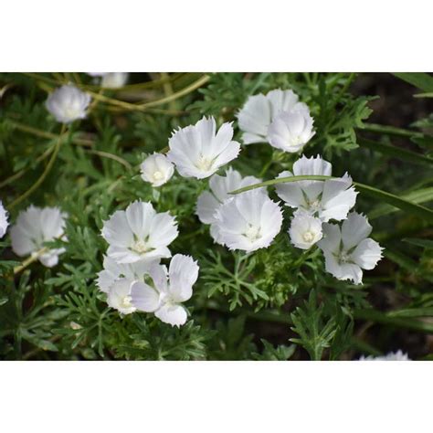 Callirhoe alcaeoides 'Logan Calhoun' - JC Raulston Arboretum Plants