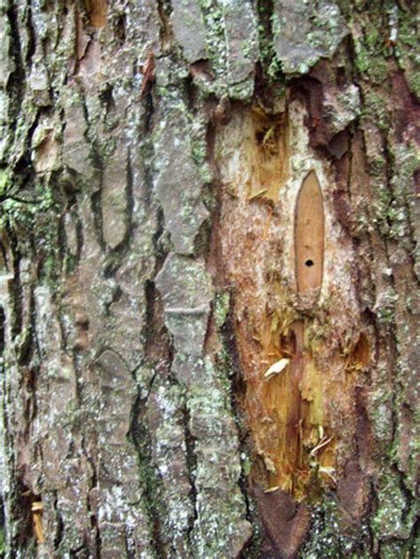 Tree Diseases - Learn About Nature