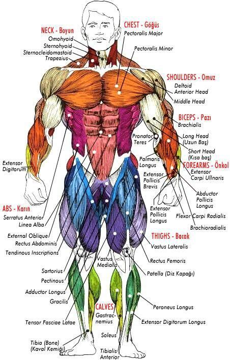 musculatory body system | Human muscle anatomy, Muscle anatomy, Human body anatomy