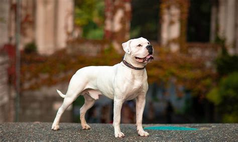 French Bulldog Info, Size, Temperament, Lifespan, Puppies, Pictures