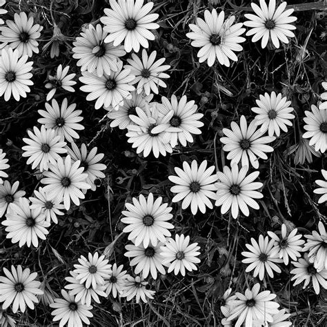 Flower Black And White Tumblr