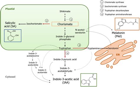 Frontiers | Biosynthesis, Metabolism and Function of Auxin, Salicylic Acid and Melatonin in ...