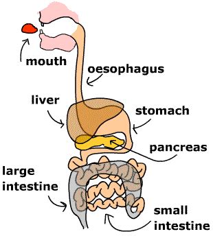 Human Digestive System Diagram