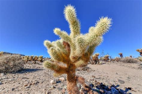 Cholla Cactus Garden - Joshua Tree National Park Stock Photo - Image of ...