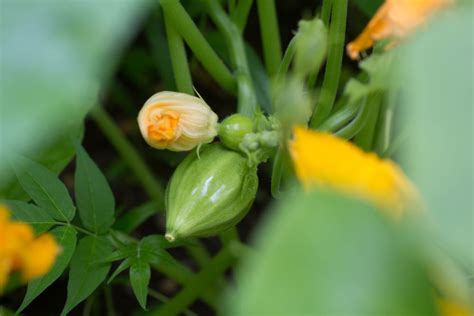 Squash Blossom End Rot » Top Tips for Prevention