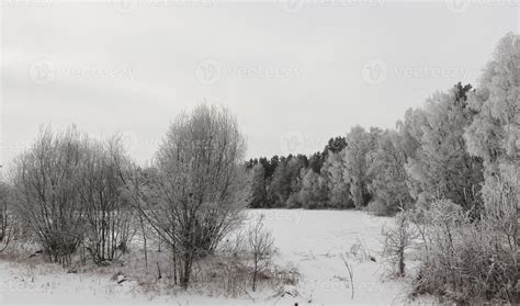 Photographed winter forest 9754169 Stock Photo at Vecteezy