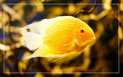 10 Geophagus Tank Mates - List of Compatible Species