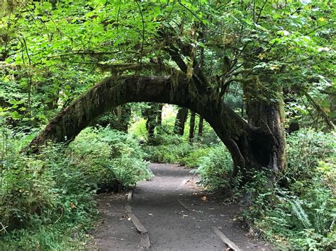 Easy Hoh Rainforest Hikes in Olympic National Park • Making Family ...