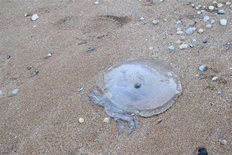 Dead Jellyfish on the Beach Stock Image - Image of jellyfish, lying: 84023883