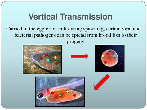 Trout in the Classroom Fish Health Workshop ppt download