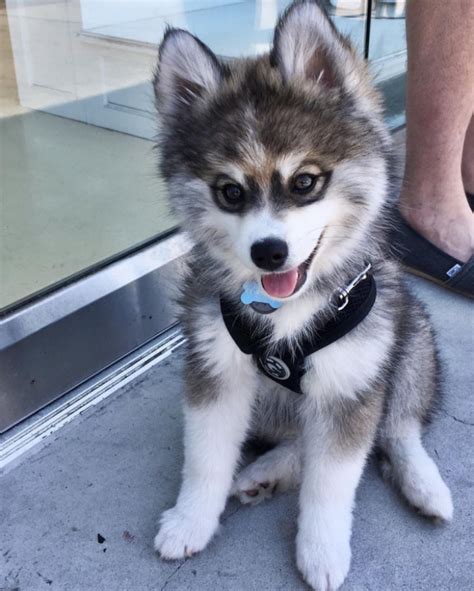 L'incrocio tra Pomerania e Husky: questo cucciolo vi rapirà il cuore! - Curioctopus.guru