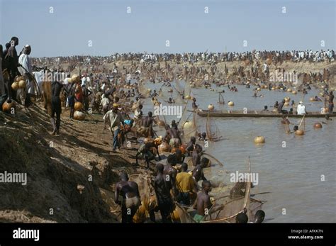 NIGERIA West Africa Argungu Sokoto River Fishing Festival climax when ...