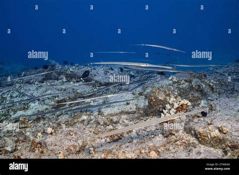 schooling, bluespotted cornetfish, smooth flutemouth, or nunu, Fistularia commersonii, Keahole ...