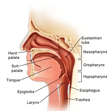 Parts of the Throat and Neck | Saint Luke's Health System