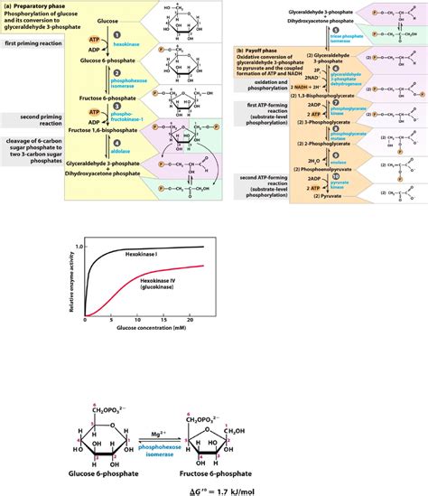 BIOL2771 Lecture Notes - Fall 2018, Lecture 8 - Phosphoglycerate Kinase, Phosphoenolpyruvic Acid ...