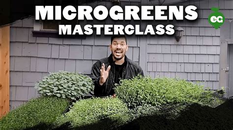 How to Grow Microgreens from Start to Finish (COMPLETE GUIDE)