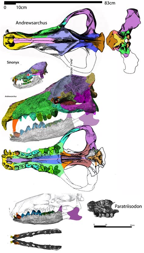 Andrewsarchus, Paratriisodon, Harpagolestes and Sinonyx