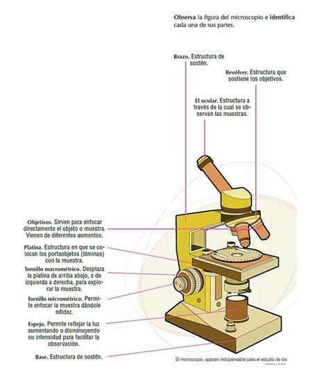 Agregar más de 78 microscopio dibujo y sus partes - camera.edu.vn