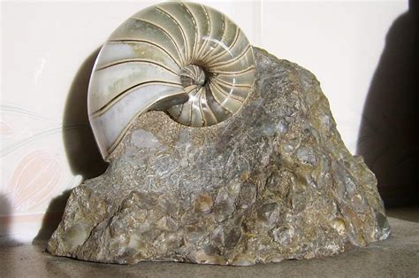 Nautilus - Members Gallery - The Fossil Forum