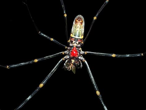 Indonesia - Bali - Spider Eating A Bee | Spiders (order Aran… | Flickr